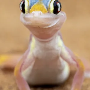 Palmato gecko (Pachydactylus rangei)