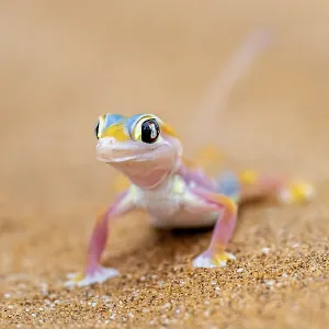 Palmato gecko (Pachydactylus rangei)