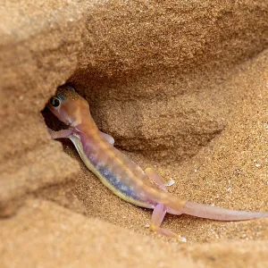 Palmato gecko (Pachydactylus rangei) digging a cave