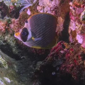 Panda Butterflyfish Coral Reef Print Panda Butterflyfish Coral Reef Print