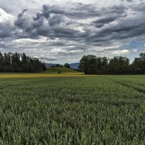 Panorama, cornfield, forest, hill and cloudy sky Panorama, cornfield, forest, hill and cloudy sky