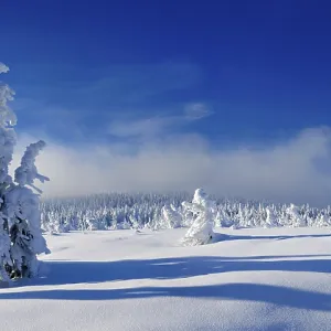 Panorama, deep snow-covered unspoilt winter landscape