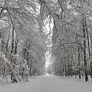 Panorama, dense forest completely covered with snow in winter