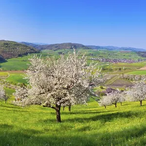 Panorama, flowering cherry trees (Prunus)