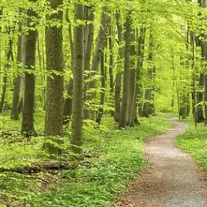 Print of Panorama, Hainich National Park, Thuringia