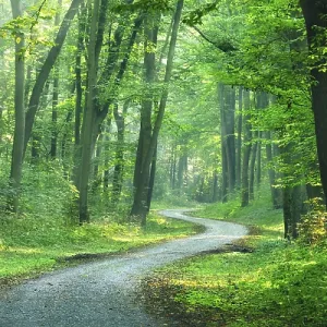 Panorama, hiking trail winds through light-flooded forest