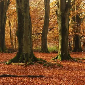 Panorama, huge old beech trees in the Hutewald forest in autumn in full autumn colour
