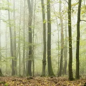 Panorama, mixed deciduous forest in autumn with fog
