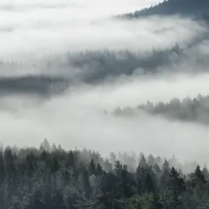 Panorama, view of misty forest