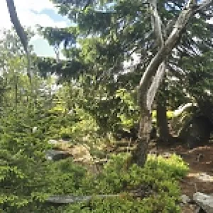 Panoramic view of a dense forest with trees and some rocks Panoramic view of a dense forest with trees and some rocks