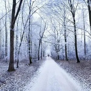 Panoramic view of a path leading through a forest covered in ice