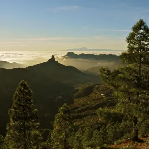 Panoramic view with pine trees on mountains under a glowing sunset Panoramic view with pine trees on mountains under a glowing sunset