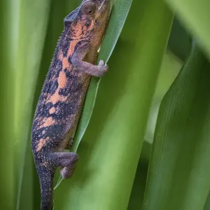 Panther Chameleon (Furcifer pardalis)