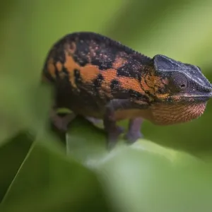 Panther Chameleon (Furcifer pardalis)