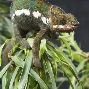 Panther Chameleon (Furcifer pardalis)