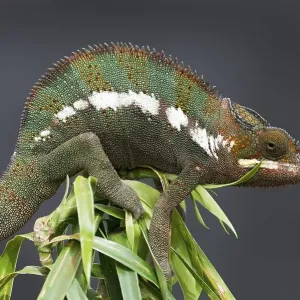Panther Chameleon (Furcifer pardalis)