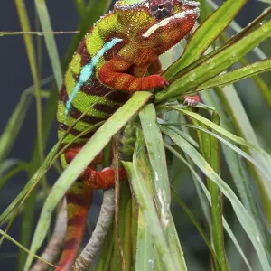 Panther Chameleon (Furcifer pardalis)