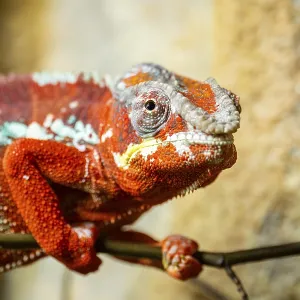 Panther chameleon (Furcifer pardalis) on a branch