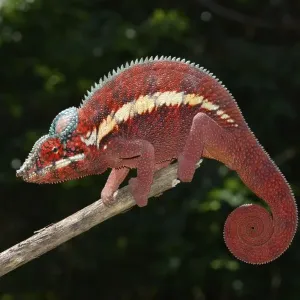 Panther Chameleon (Furcifer pardalis) in the lowland forests of Ankaramybe