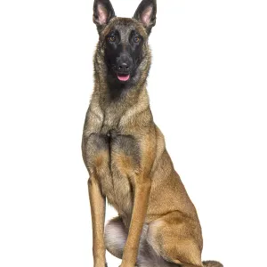 Keuchend und sitzend Belgischer Schäferhund Malinois.