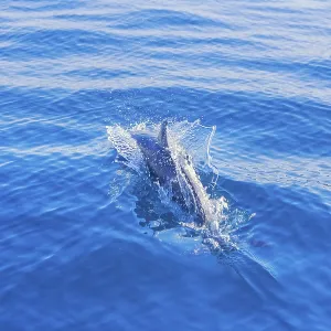 Pantropical spotted dolphin (Stenella attenuata) swimming