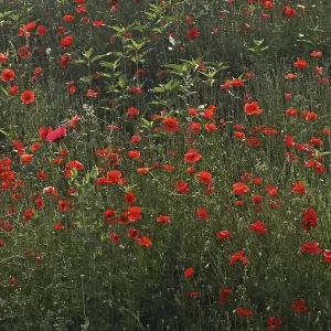 Papaver Poppy Print