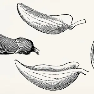 Papilionaceous flower (Cytisus): standard (banner)