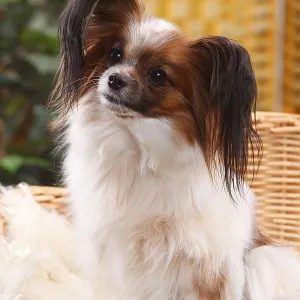 Papillon, Bitch, Butterfly Doggy Papillon, Bitch, Butterfly Doggy