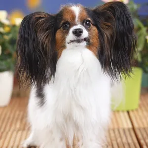 Papillon, butterfly dog, continental dwarf spaniel