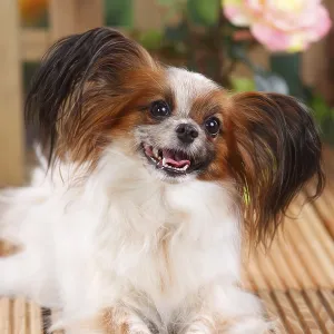 Papillon, butterfly dog, continental dwarf spaniel Papillon, butterfly dog, continental dwarf spaniel