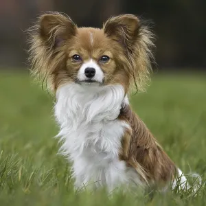 Papillon dog (Canis lupus familiaris) sitting on lawn in garden