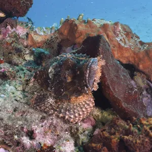 Papua dragon head (Scorpaenopsis papuensis)