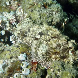 Papuan Scorpionfish Camouflaged Print Papuan Scorpionfish Camouflaged Print