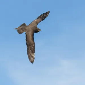Parasitic skua (Stercorarius parasiticus) Parasitic skua (Stercorarius parasiticus)