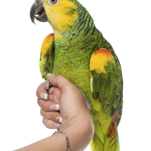 Parrot perched on a hand