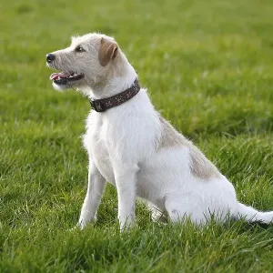 Parson Jack Russell Terrier, Parson Russell Terrier