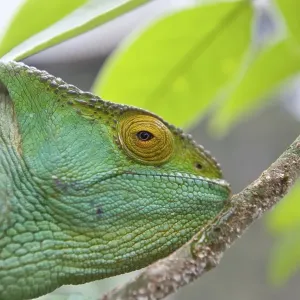Parson's chameleon (Calumma parsonii)