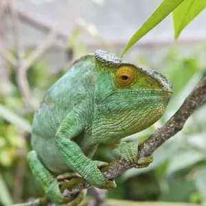 Parson's chameleon (Calumma parsonii)