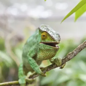 Parsons Chameleon (Calumma parsonii)