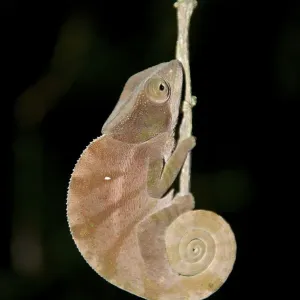 Parsons Chameleon (Calumma parsonii)
