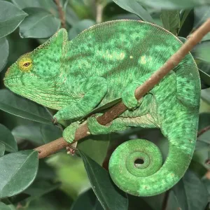 Parson's Chameleon (Calumma parsonii)