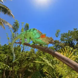 Parson's Chameleon (Calumma parsonii)