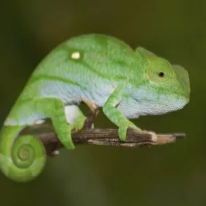 Parson's Chameleon (Calumma parsonii)