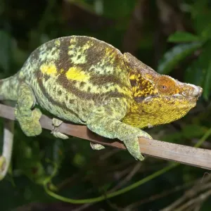 Parson's Giant Chameleon (Calumma parsonii parsonii)