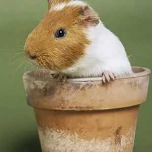 Two parti-colored cavy, guinea pig (Cavia porcellus) in flowerpot Two parti-colored cavy, guinea pig (Cavia porcellus) in flowerpot