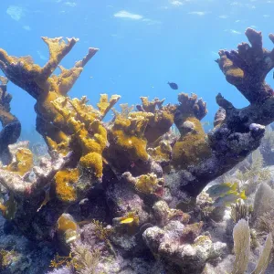 Partially dead elkhorn coral (Acropora palmata)