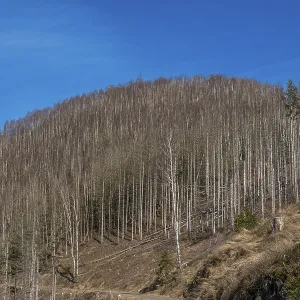 Partially dead trees, spruces, on the Huthberg in the Harz Mountains Partially dead trees, spruces, on the Huthberg in the Harz Mountains