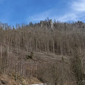 Partially dead trees, spruces, on the Huthberg in the Harz Mountains