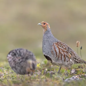 Partridges (Perdix perdix) feed on seeds Partridges (Perdix perdix) feed on seeds