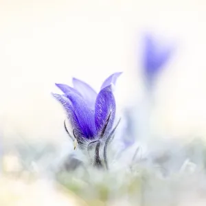 Pasque flower or Pasquebells (Pulsatilla vulgaris) in a meadow Pasque flower or Pasquebells (Pulsatilla vulgaris) in a meadow